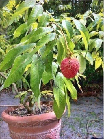 Seeds Hybrid Litchi / Lychee Fruit Live Plant