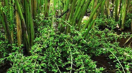 Seeds Elaichi Plant /Cardamom