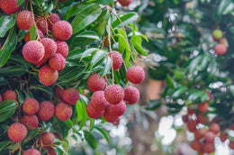 Seeds Red Litchi, Litchi Plant