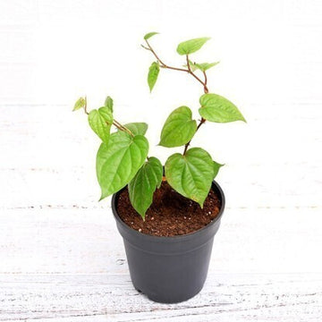 Seeds Paan