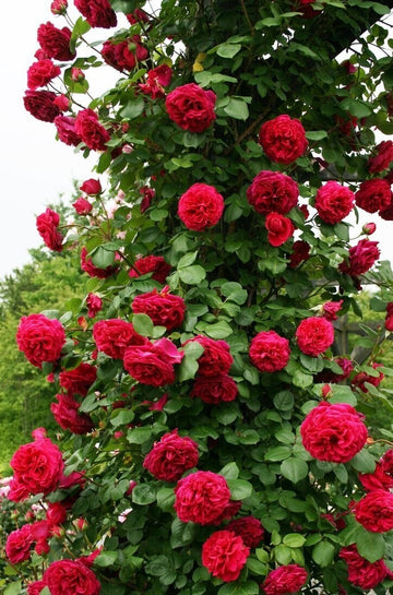 Seeds Rose Plant