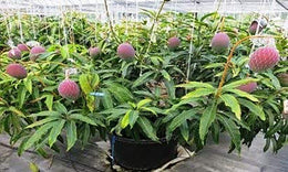 Seeds Bonsai Suitable Green Mango Tree Grafted All Season Delicious Mango Fruit Tree