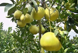 Seeds Batabi Labu/Pomelo Lemon Fruit Plant