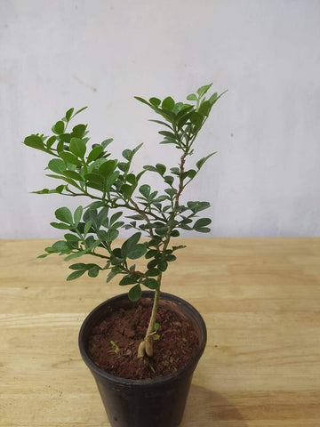 Seeds Thai Wood Apple Live Plant- Popular Among Indian/Bengali Street Food