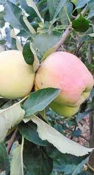 Seeds Apple Plant