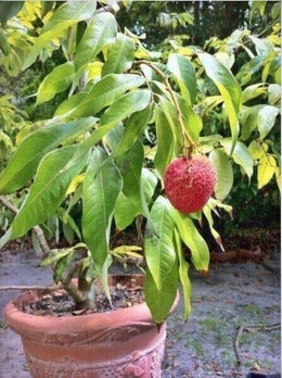 Seeds Hybrid Litchi / Lychee Fruit Live Plant