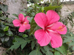 Seeds Pink Hibiscus