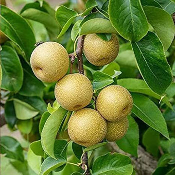 Seeds Pear Live Plant (Hybrid, Pack of 1)