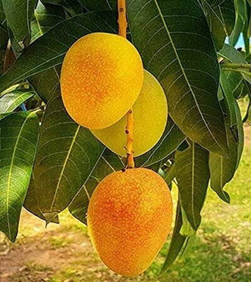 Seeds G.I Tagged Himsagar Mango Plant