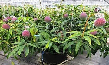 Seeds Bonsai Suitable Green Mango Tree Grafted All Season Delicious Mango Fruit Tree.Bonsai Grafted Green Mango Tree Live Plant – All Season Delicious Mango Fruit Plant for Pots & Terrace Garden