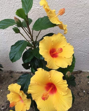 Seeds Hibiscus.Hibiscus Flower Seeds – Vibrant Tropical Blooming Plant for Home Garden & Balcony