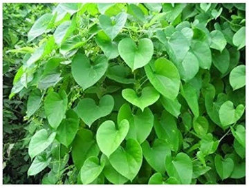 Seeds Beautiful Giloy/Heart-Leaf Live Plant with Pot Pack of 1.Giloy / Heart-Leaf Live Plant with Pot (Pack of 1) – Medicinal Immunity Booster Climber for Home & Terrace Garden