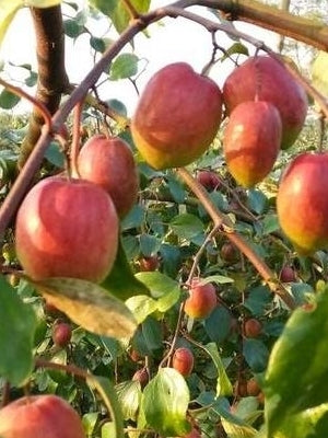 Seeds All Time Red Apple Ber Plant