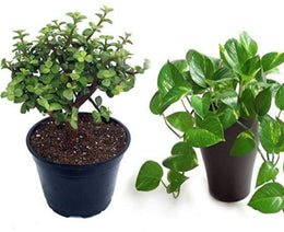 Seeds Combo of 2 Money Plant and Jade Plant