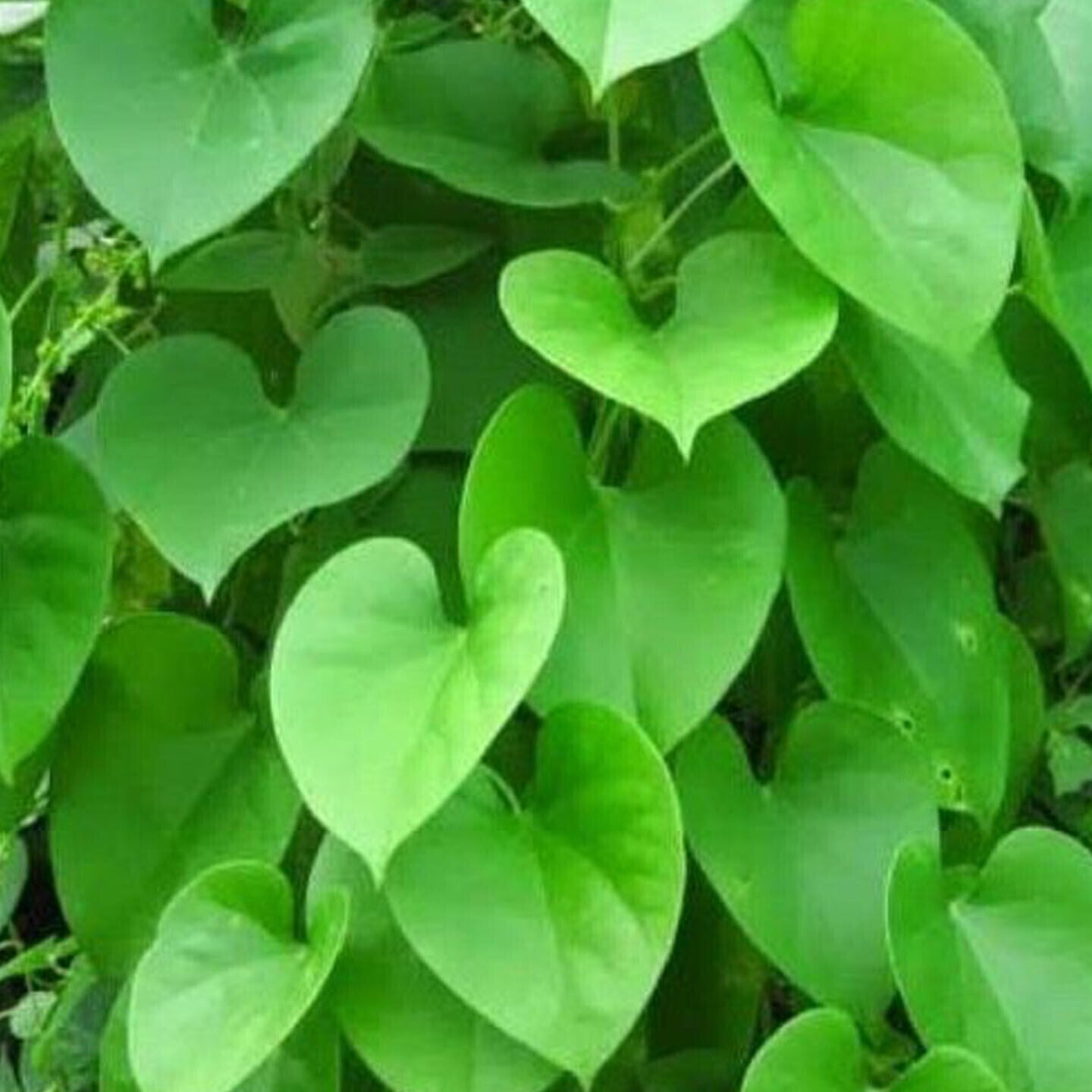 Seeds Beautiful Giloy/Heart-Leaf Live Plant with Pot Pack of 1.Giloy / Heart-Leaf Live Plant with Pot (Pack of 1) – Medicinal Immunity Booster Climber for Home & Terrace Garden