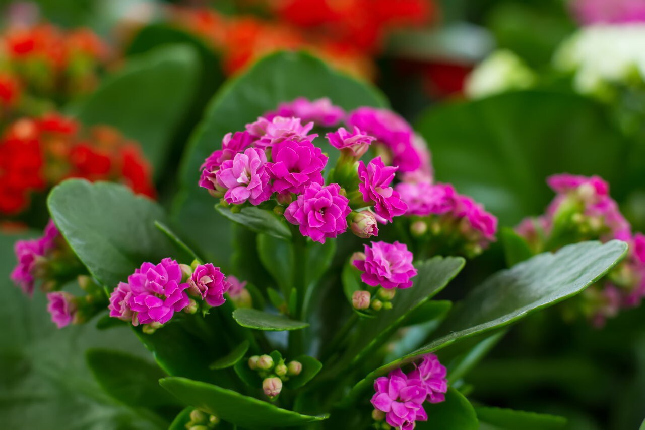 Seeds Kalanchoe Plant.Kalanchoe Flowering Plant – Colorful Succulent Blooming Plant for Indoor & Balcony Garden