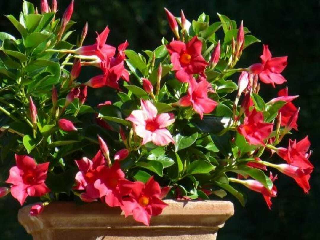 Seeds Red Mandevilla Flower.Red Mandevilla Flower Seeds – Tropical Climbing Vine with Bright Red Blooms for Balcony & Garden Decoration