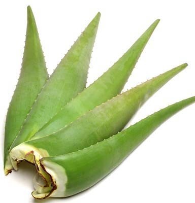 Seeds Aloevera Plant Leaves.Aloe Vera Live Plant – Medicinal Succulent for Skin Care & Home Garden Growing