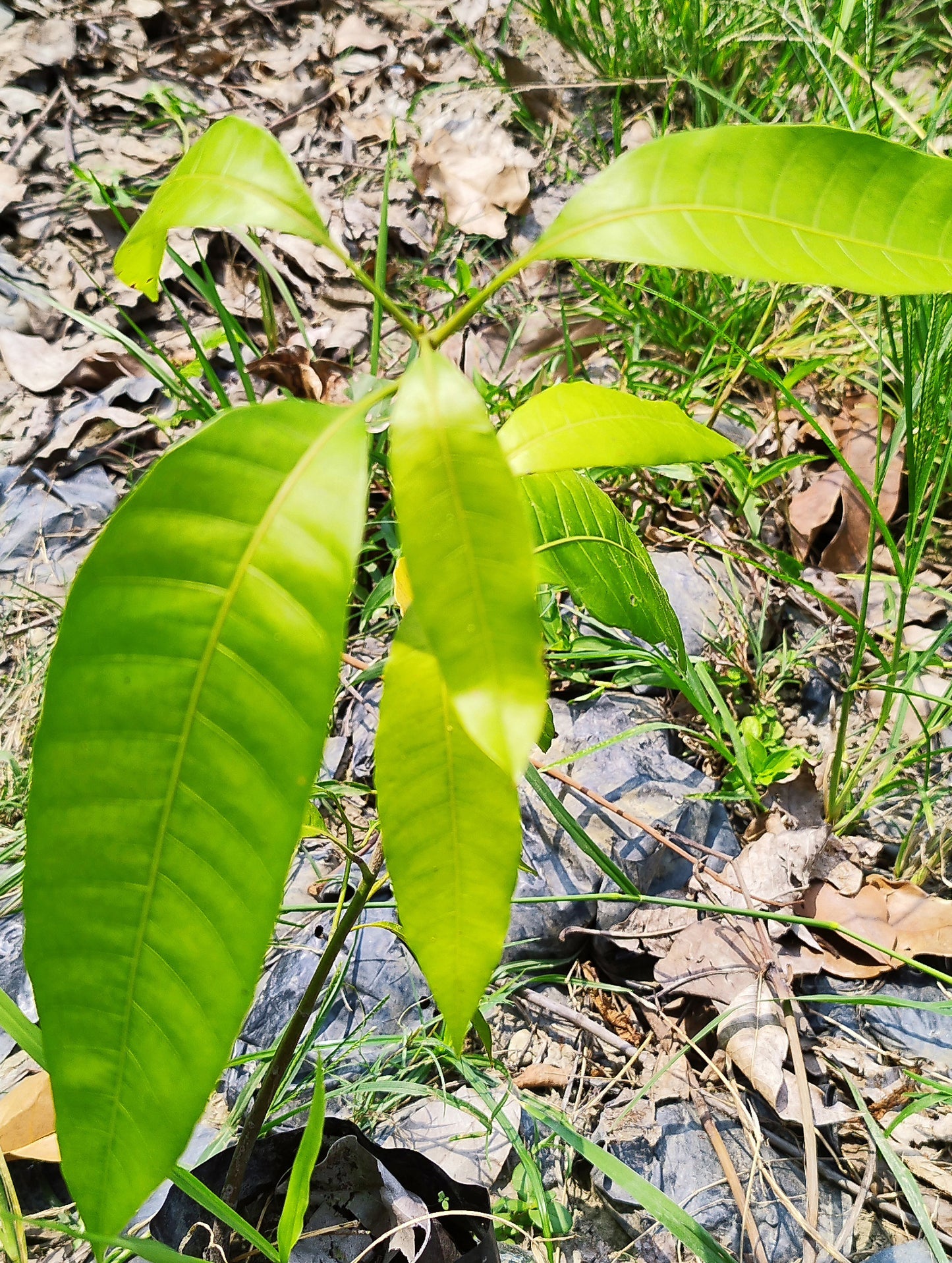 Seeds Badami Mango Plants Hybrid and Dwarf Variant.Badami Mango Plant (Hybrid & Dwarf Variety) – Sweet Premium Mango Tree for Home Garden & Terrace Growing