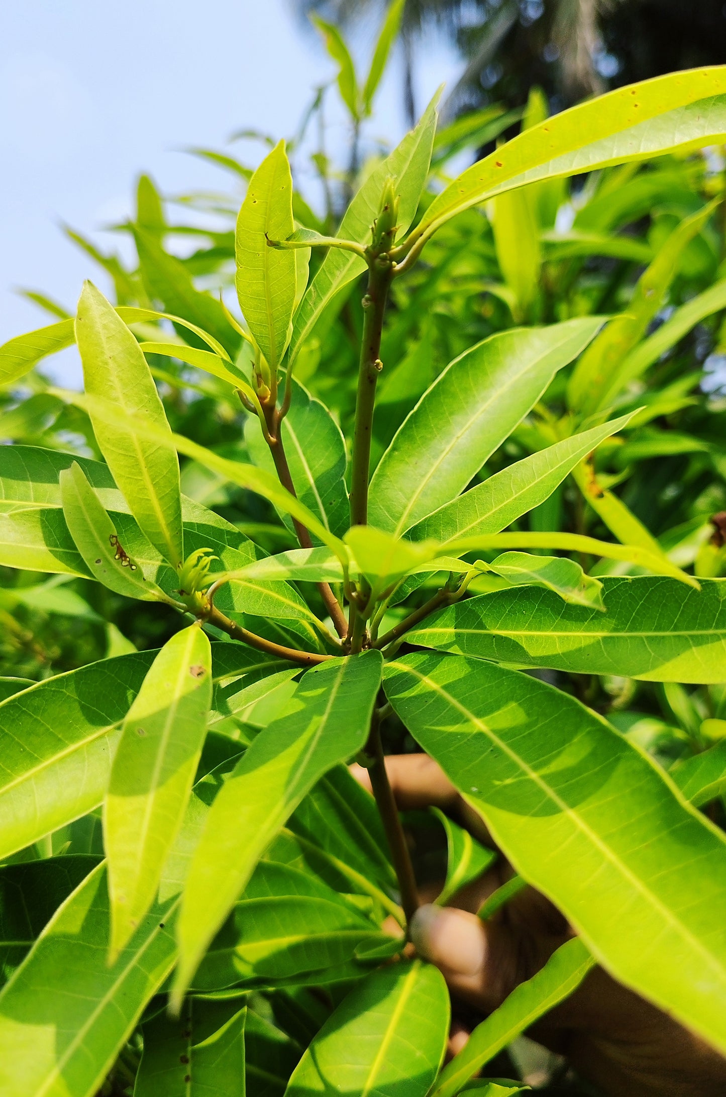 Seeds Mango Plant.Mango Plant – Sweet Tropical Fruit Tree for Home Garden, Terrace & Farm Growing