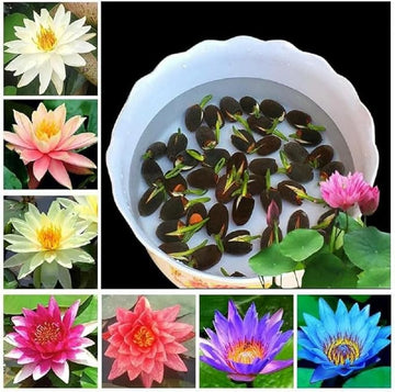 Lotus seeds