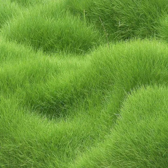 混合草籽,最適合您美麗的家庭花園(100粒)(1包)