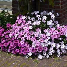 Dimorphotheca Flower Seeds For Balcony