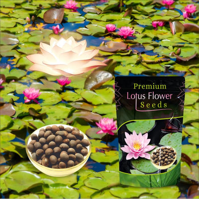 100 Premium Lotus Flower Seeds for Planting ( Pack Of 1 )