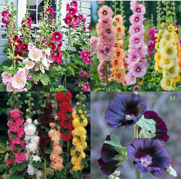 Double sided hollyhock flower seeds