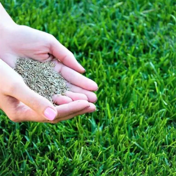 Grass Seeds for Lush Green Lawn and Best For Your Beautiful Home Gardening Pack of 1