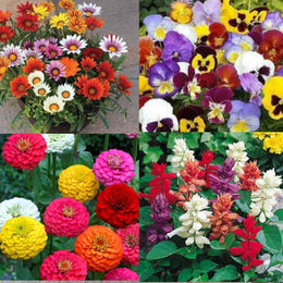 Varieties of Flower Seeds (Pack of 50)