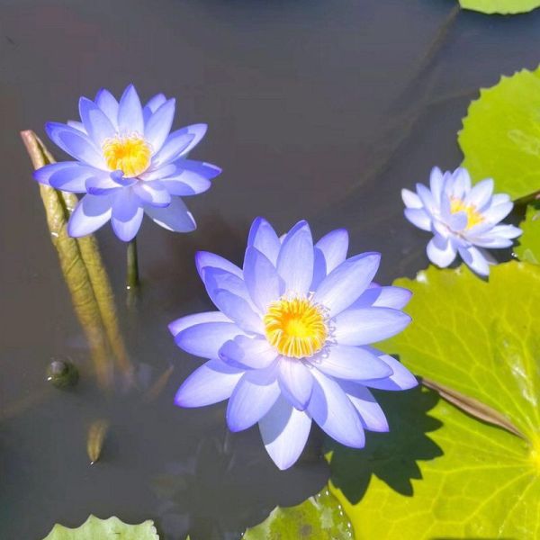 The Sacred Bonsai Bowl Lotus Flower