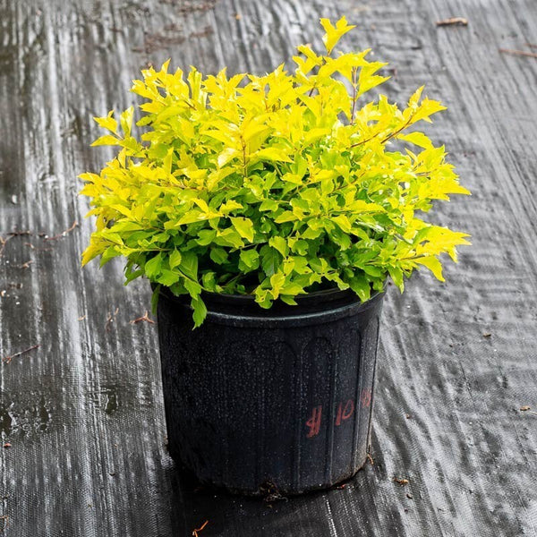 Seeds Live Golden Duranta Plants