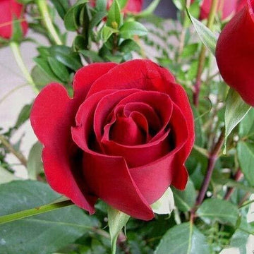 Seeds Red Rose Plant