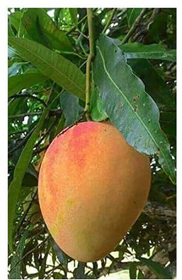 Seeds Gardens Exotic Alphonso Mango Plant (Ratnagiri) Grafted 1 Healthy Live Plant