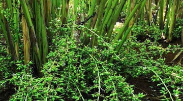 Seeds Elaichi Plant /Cardamom