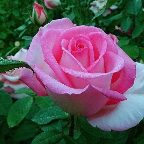 Seeds Flower Live Plant - Rare Healthy Bush Rose