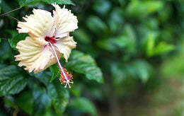 Seeds Hibiscus White Live Flower Plant