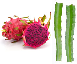Seeds Dragon Fruit Tree