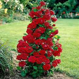 Seeds Floribunda Roses