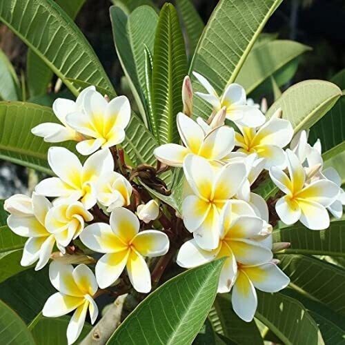 Seeds Champa