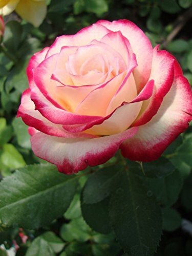 Seeds Rose (Pink White) - Plant Flowering/ Perfect Plant for Outdoor Garden and Sunny Balcony