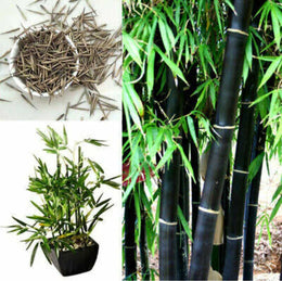 Seeds Chaina Bamboo Plant