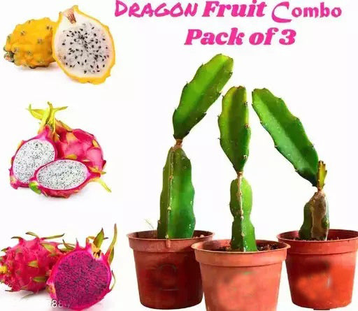 Seeds Pack 3 Dragon