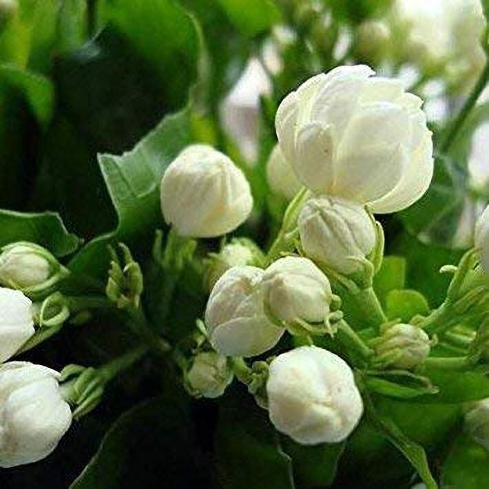 Seeds Flower Plant