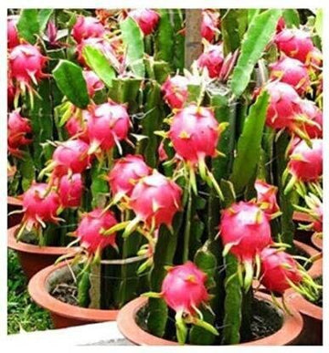 Seeds Dragon Tree