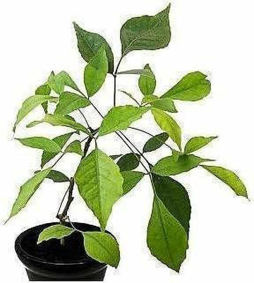 Seeds Bel Pattra Plant Live with Pot
