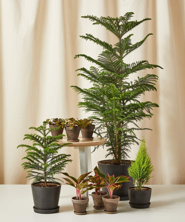 Seeds Christmas Tree Plant (Norfolk Pine Tree)
