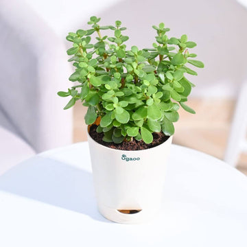 Seeds Plant