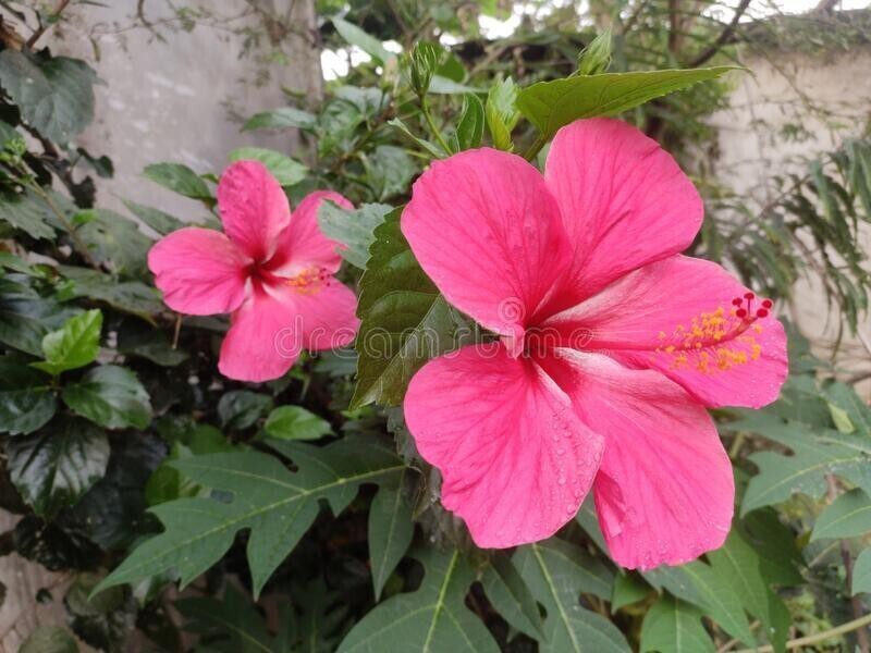 Seeds Pink Hibiscus